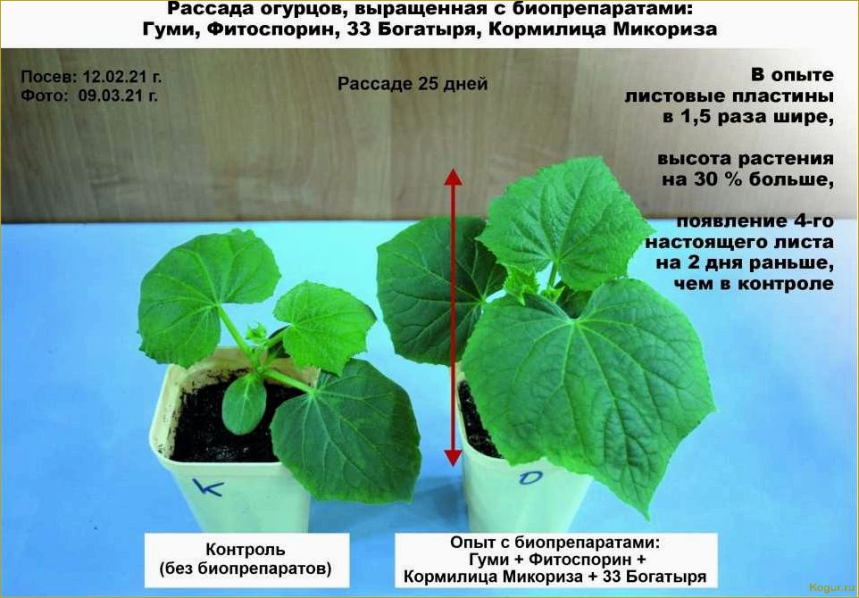 (секреты, успешного, выращивания, качественной, рассады) Секреты успешного выращивания качественной рассады огурцов в домашних условиях