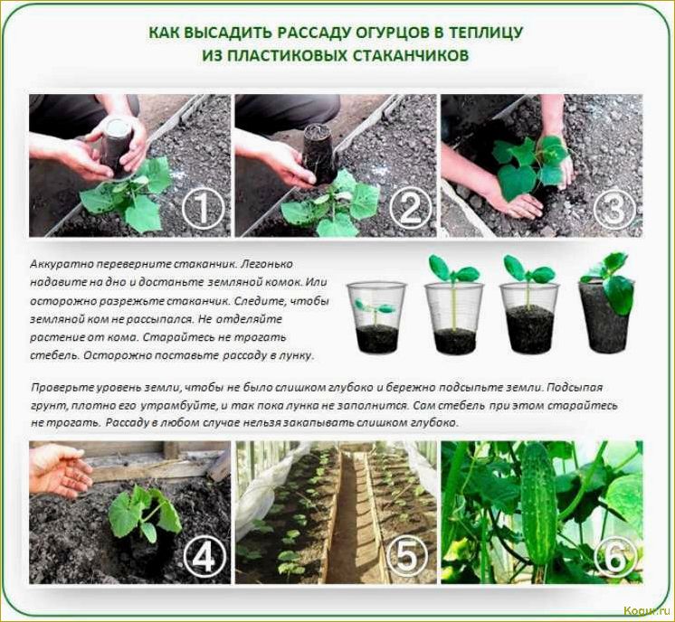 (секреты, успешного, выращивания, качественной, рассады) Секреты успешного выращивания качественной рассады огурцов в домашних условиях