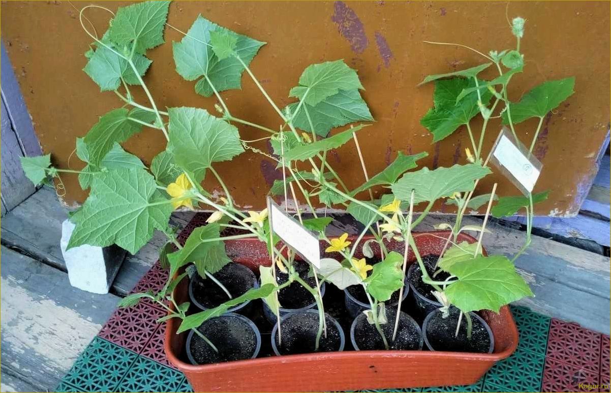 (секреты, успешного, выращивания, качественной, рассады) Секреты успешного выращивания качественной рассады огурцов в домашних условиях