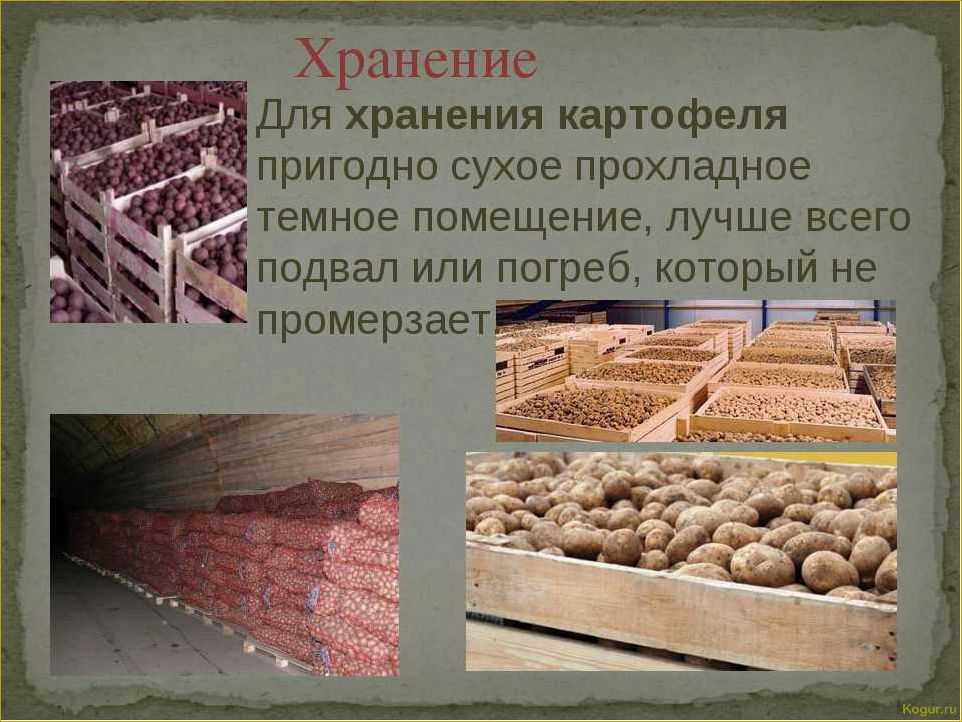 Способы длительного хранения картофеля