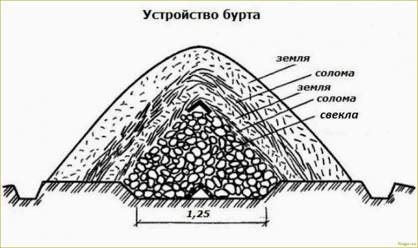 Способы длительного хранения картофеля
