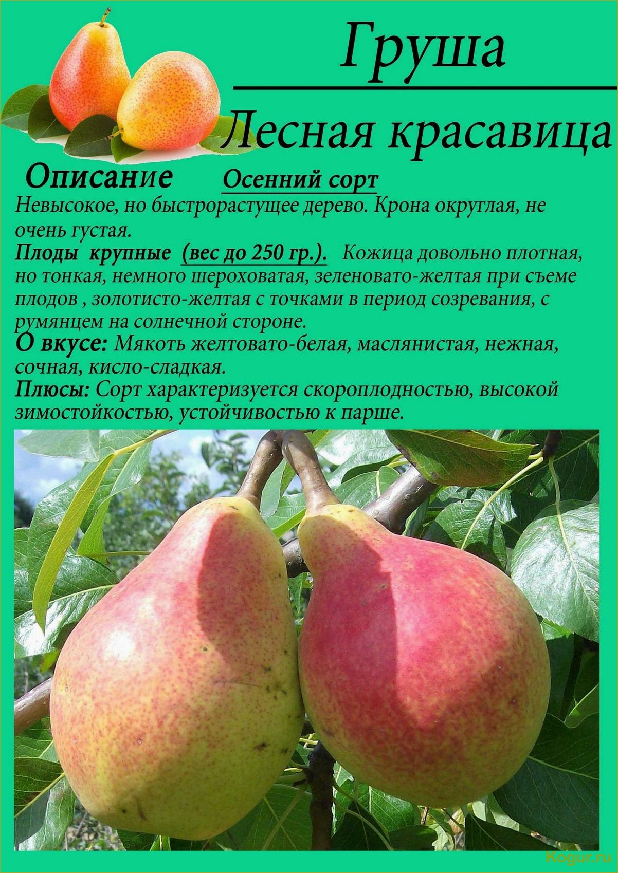(помогите, определиться, выбором, груши, сорта) Помогите определиться с выбором груши сорта Лесная Красавица с помощью фото и подробного описания