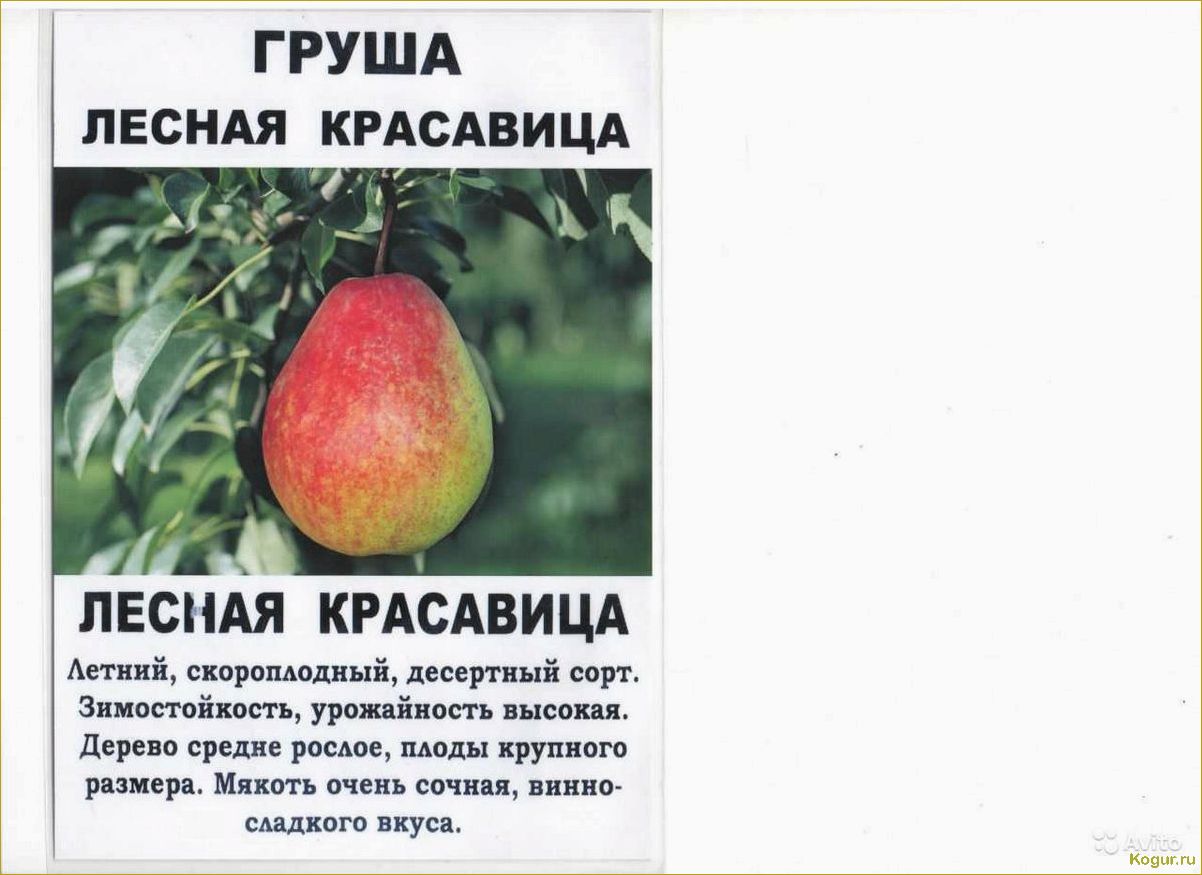 (помогите, определиться, выбором, груши, сорта) Помогите определиться с выбором груши сорта Лесная Красавица с помощью фото и подробного описания