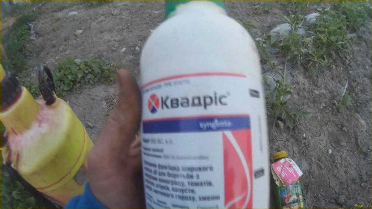 (фунгицид, квадрис, быстрая, смерть, грибковых) Фунгицид «Квадрис» — быстрая смерть для грибковых споров