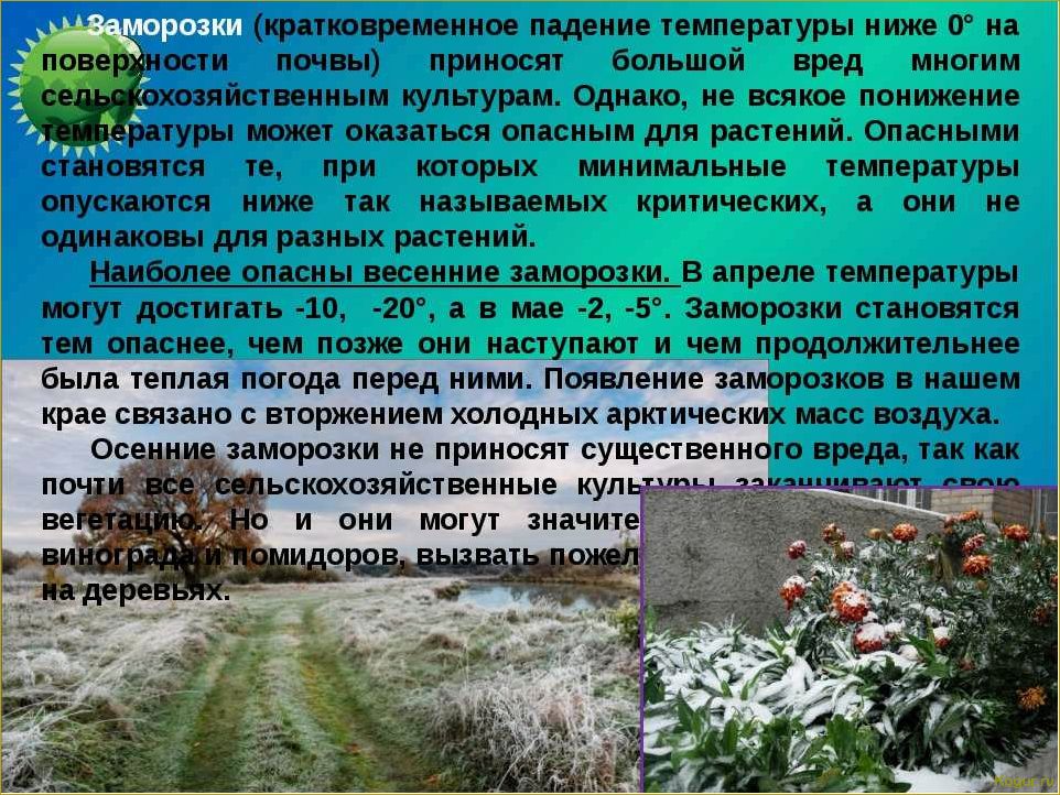 Как эффективно защитить растения от весенних заморозков