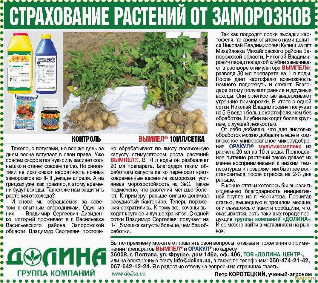 Как эффективно защитить растения от весенних заморозков