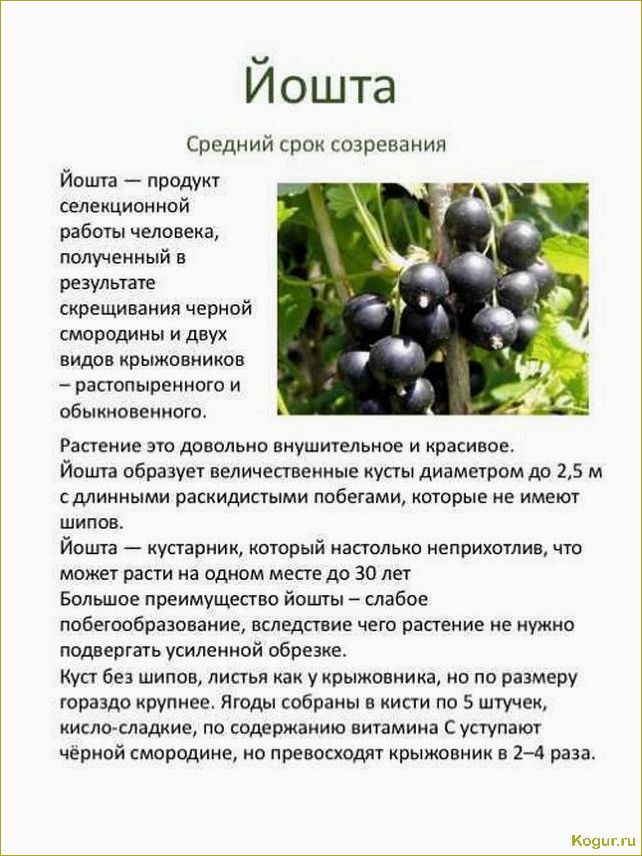 (сорта, йошты, описание, полезные, свойства) Сорта йошты: описание, полезные свойства, противопоказания