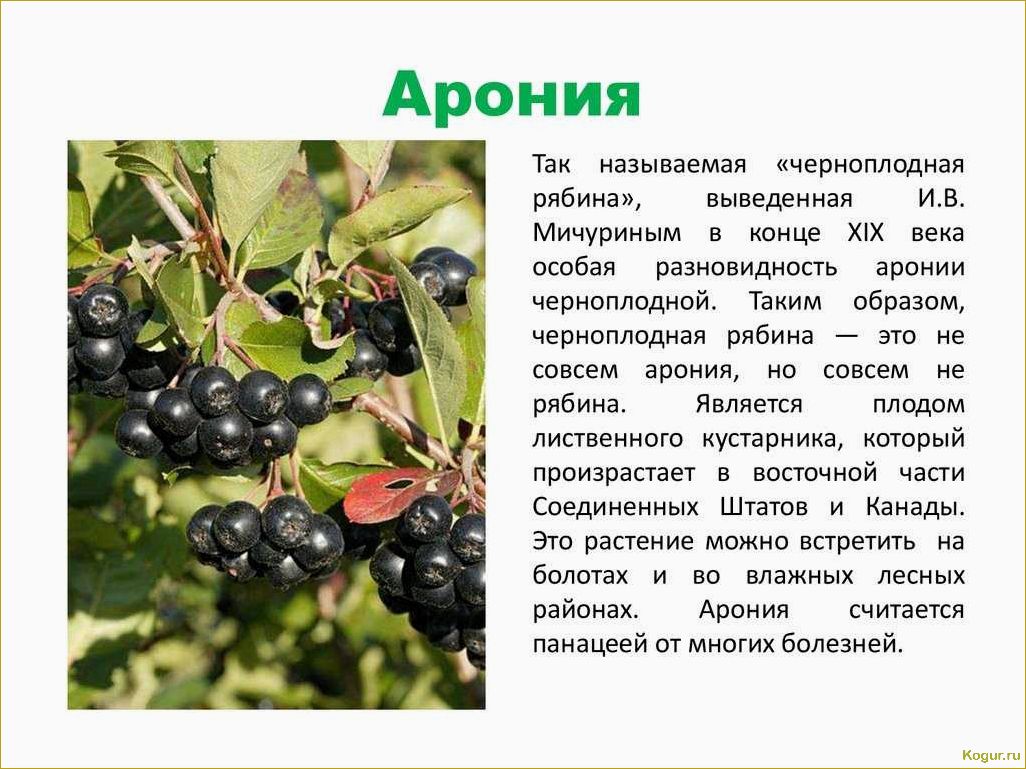 (сорта, йошты, описание, полезные, свойства) Сорта йошты: описание, полезные свойства, противопоказания