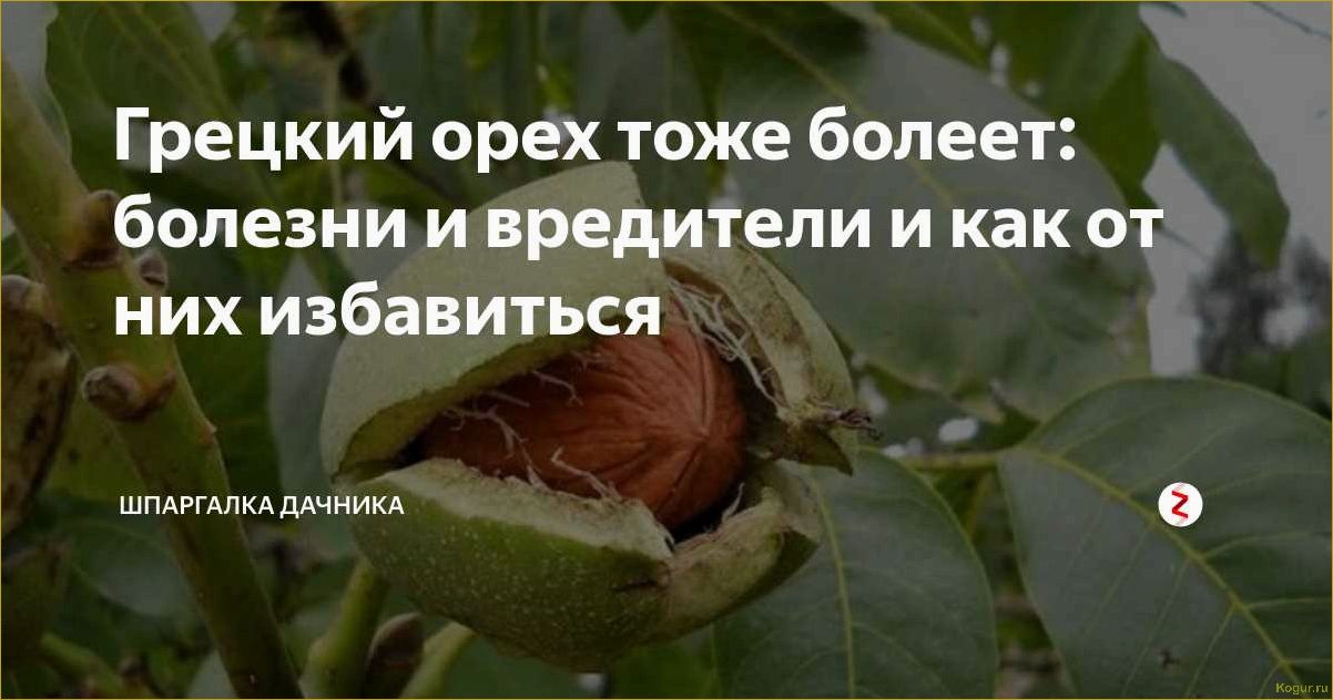 Болезни грецкого ореха: ставим правильный диагноз