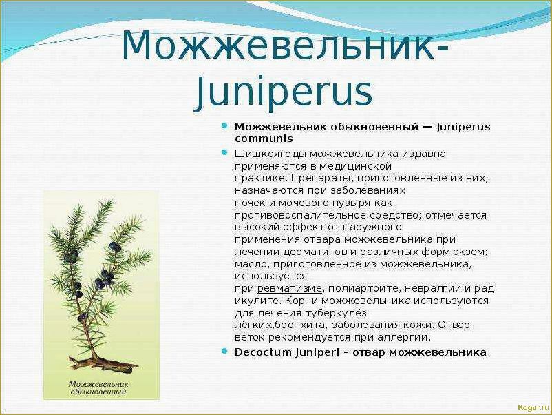 Болезни можжевельника и их лечение эффективными препаратами