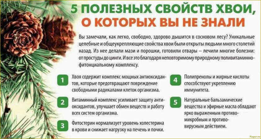 Болезни можжевельника и их лечение эффективными препаратами