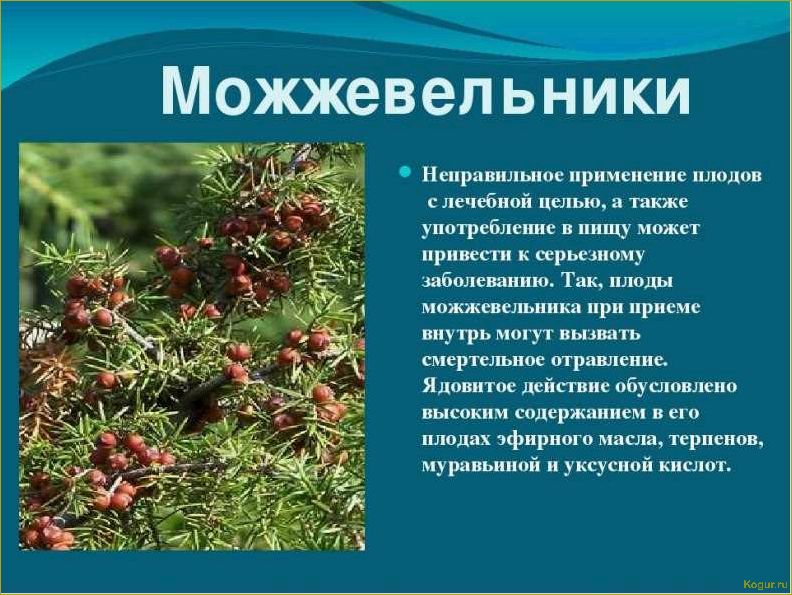 Болезни можжевельника и их лечение эффективными препаратами