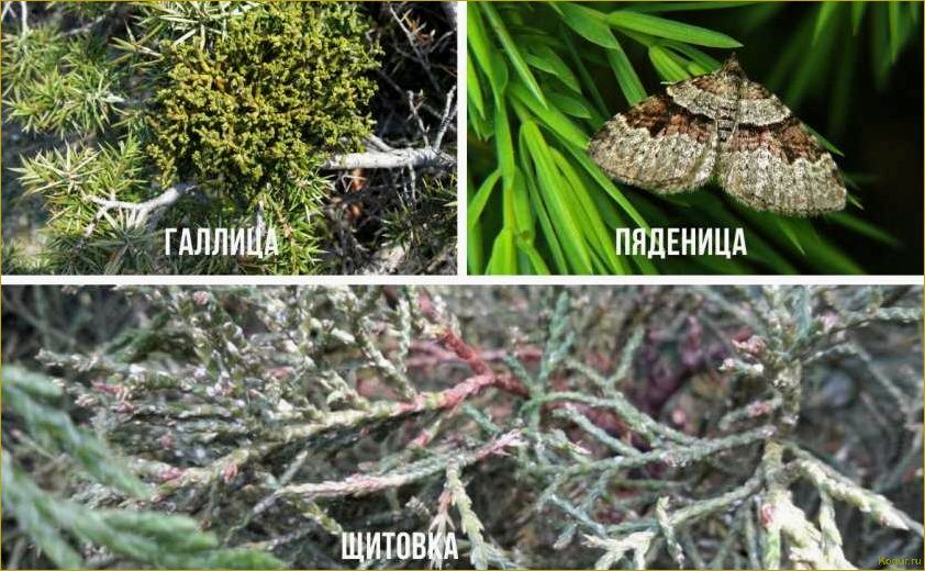 Болезни можжевельника и их лечение эффективными препаратами