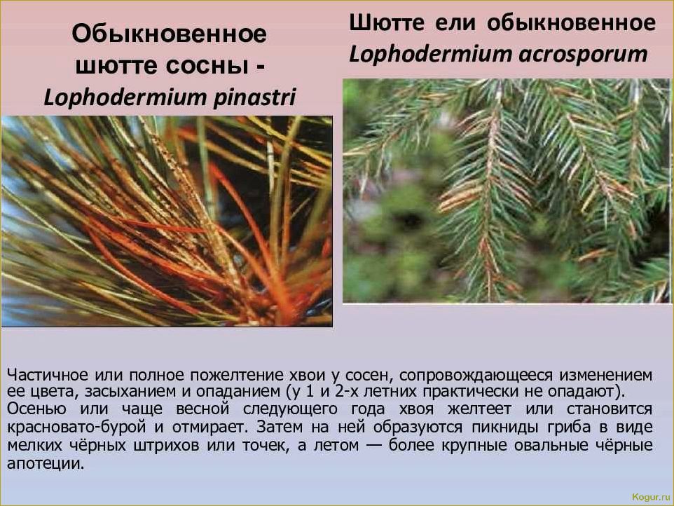 Болезни можжевельника и их лечение эффективными препаратами