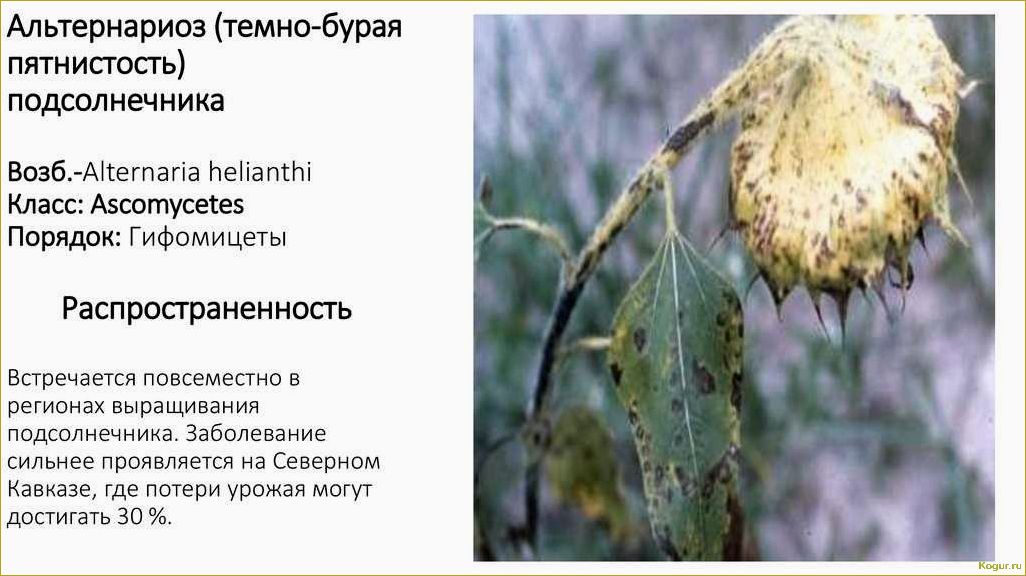 (болезни, подсолнечника, меры, борьбы) Болезни подсолнечника и меры борьбы с ними: как обезвредить невидимого врага