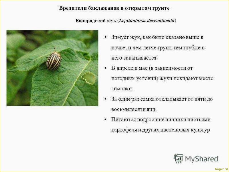 (болезни, подсолнечника, меры, борьбы) Болезни подсолнечника и меры борьбы с ними: как обезвредить невидимого врага