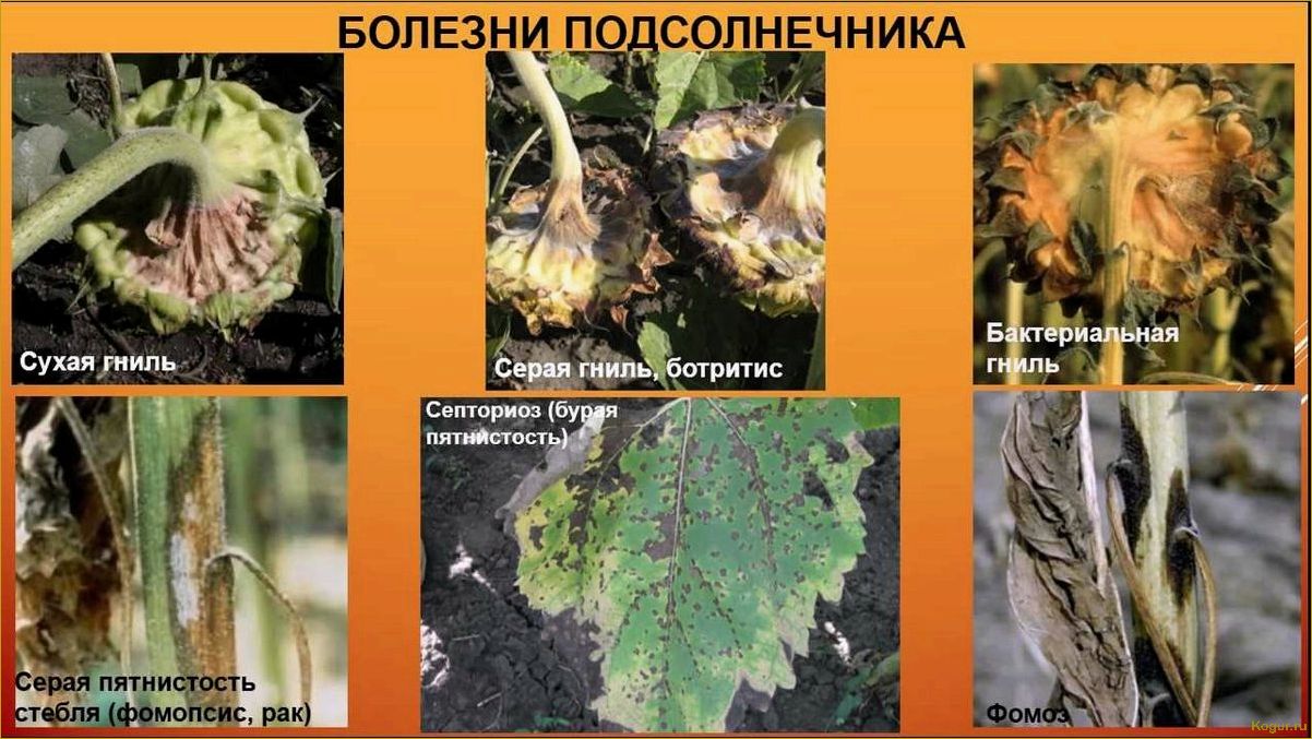 (болезни, подсолнечника, меры, борьбы) Болезни подсолнечника и меры борьбы с ними: как обезвредить невидимого врага