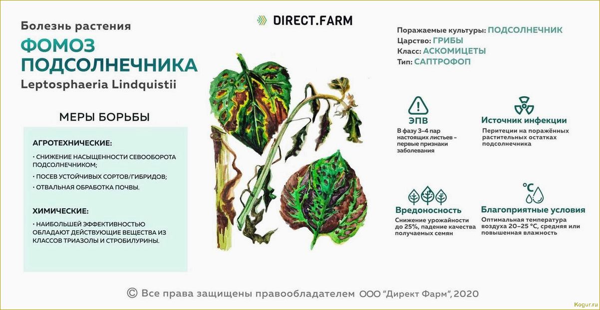 (болезни, подсолнечника, меры, борьбы) Болезни подсолнечника и меры борьбы с ними: как обезвредить невидимого врага