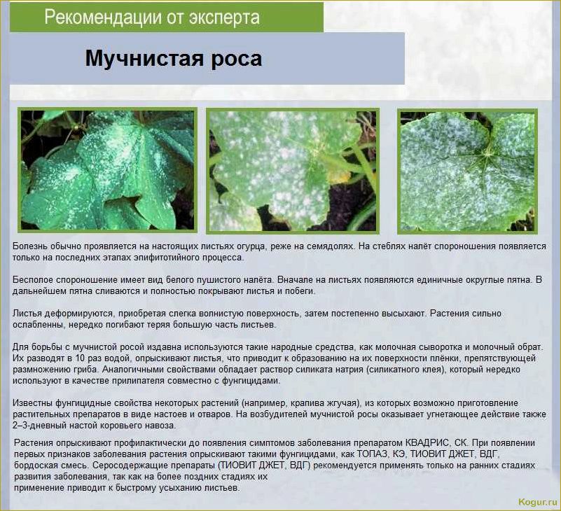 (болезни, подсолнечника, меры, борьбы) Болезни подсолнечника и меры борьбы с ними: как обезвредить невидимого врага
