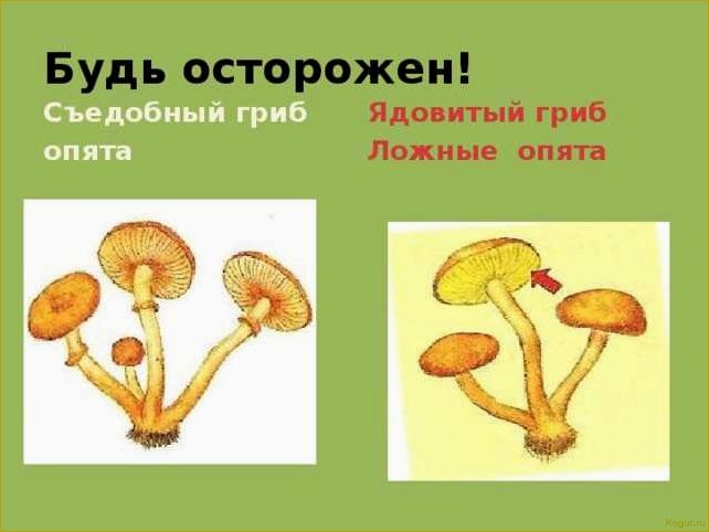 (опасность, ложноопенка, стать, жертвой) Опасность ложноопенка: как не стать жертвой
