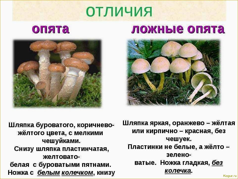 (опасность, ложноопенка, стать, жертвой) Опасность ложноопенка: как не стать жертвой