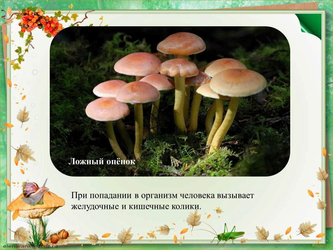 (опасность, ложноопенка, стать, жертвой) Опасность ложноопенка: как не стать жертвой