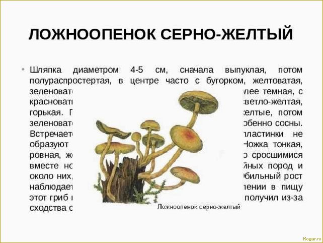 (опасность, ложноопенка, стать, жертвой) Опасность ложноопенка: как не стать жертвой