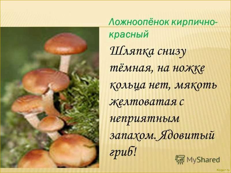 (опасность, ложноопенка, стать, жертвой) Опасность ложноопенка: как не стать жертвой
