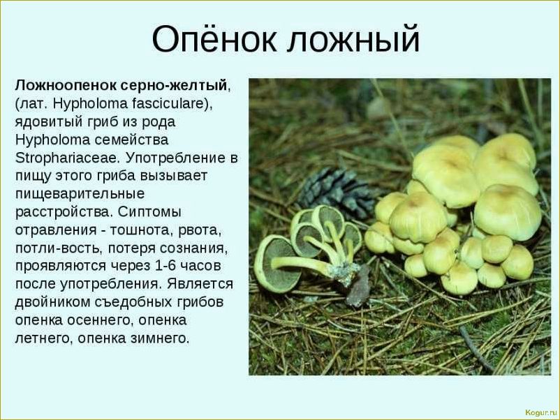 (опасность, ложноопенка, стать, жертвой) Опасность ложноопенка: как не стать жертвой