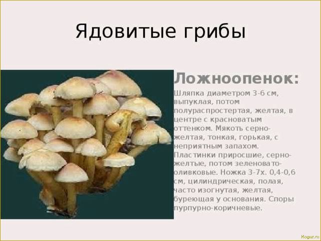 (опасность, ложноопенка, стать, жертвой) Опасность ложноопенка: как не стать жертвой