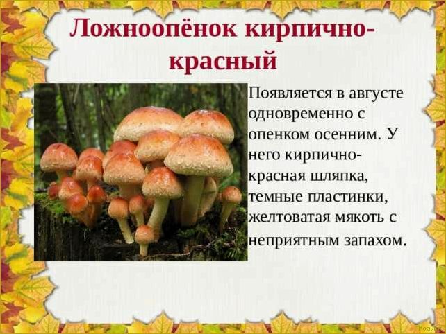 (опасность, ложноопенка, стать, жертвой) Опасность ложноопенка: как не стать жертвой
