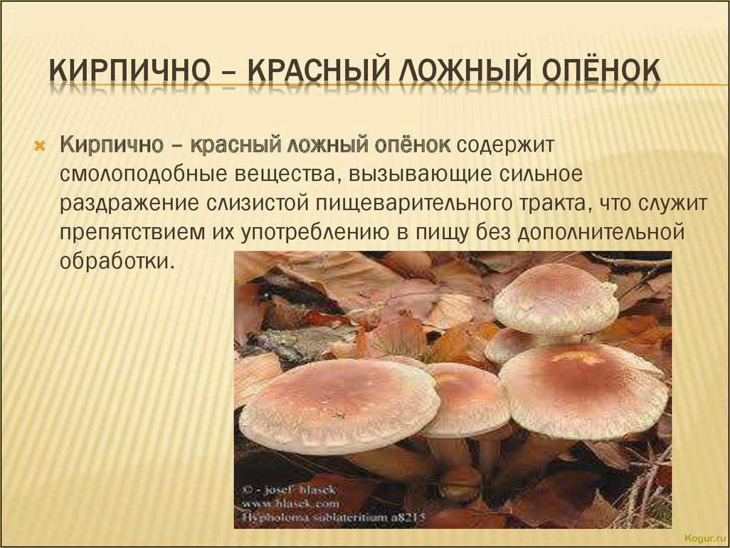 (опасность, ложноопенка, стать, жертвой) Опасность ложноопенка: как не стать жертвой
