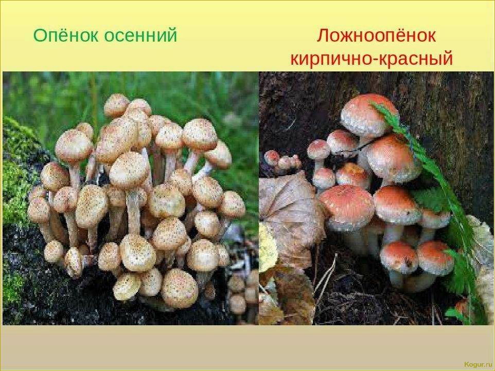 (опасность, ложноопенка, стать, жертвой) Опасность ложноопенка: как не стать жертвой