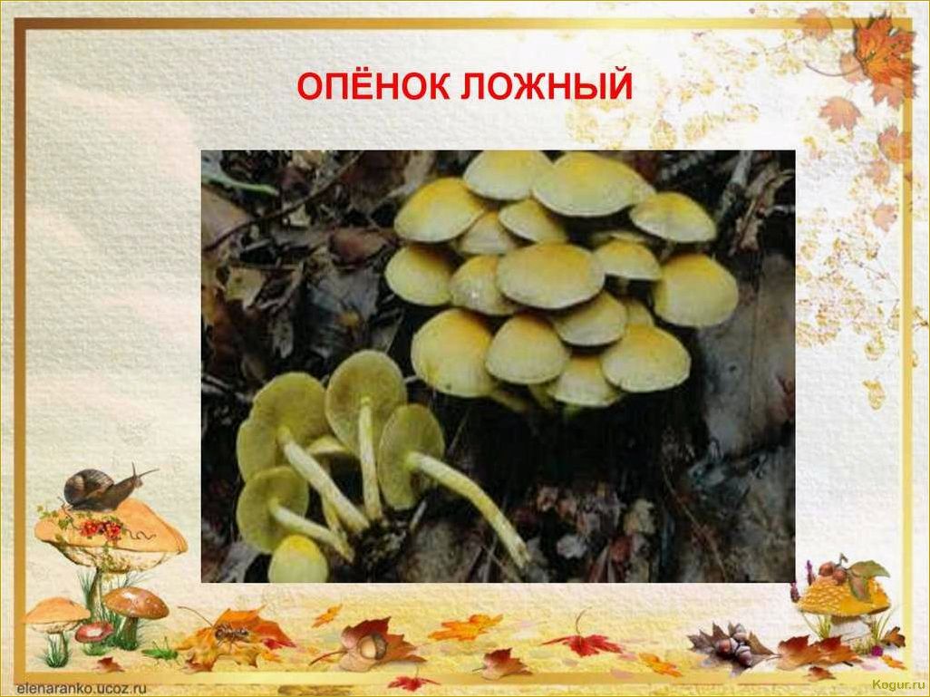 (опасность, ложноопенка, стать, жертвой) Опасность ложноопенка: как не стать жертвой