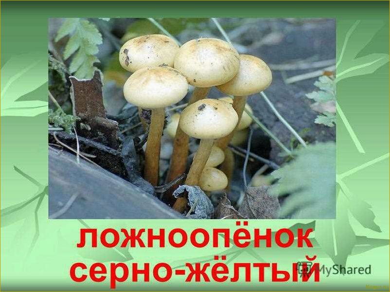 (опасность, ложноопенка, стать, жертвой) Опасность ложноопенка: как не стать жертвой