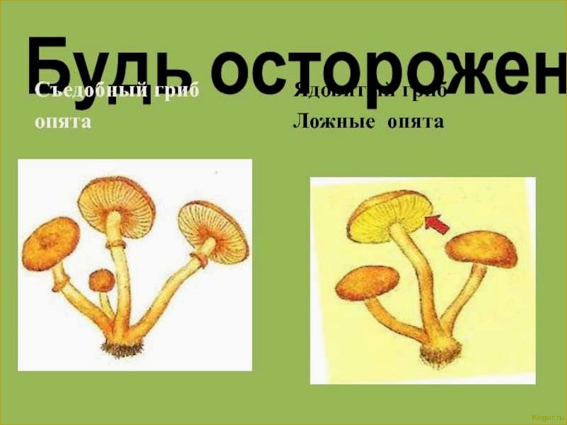 (опасность, ложноопенка, стать, жертвой) Опасность ложноопенка: как не стать жертвой