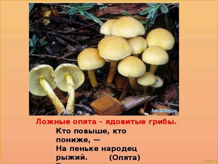 (опасность, ложноопенка, стать, жертвой) Опасность ложноопенка: как не стать жертвой