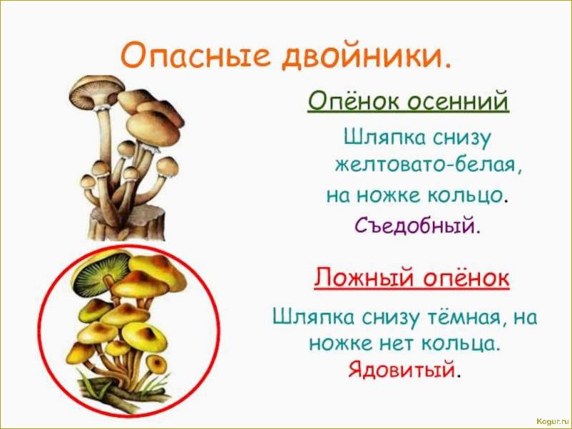 (опасность, ложноопенка, стать, жертвой) Опасность ложноопенка: как не стать жертвой