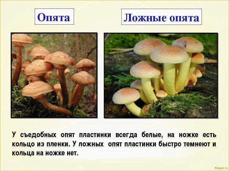 (опасность, ложноопенка, стать, жертвой) Опасность ложноопенка: как не стать жертвой