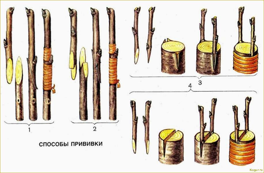 (окулировка, яблонь, летом, основные, методы) Окулировка яблонь летом: основные методы и советы