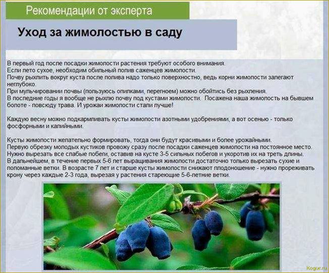 Исследование впечатляющей красоты жимолости: фотографии и подробные описания разнообразных сортов