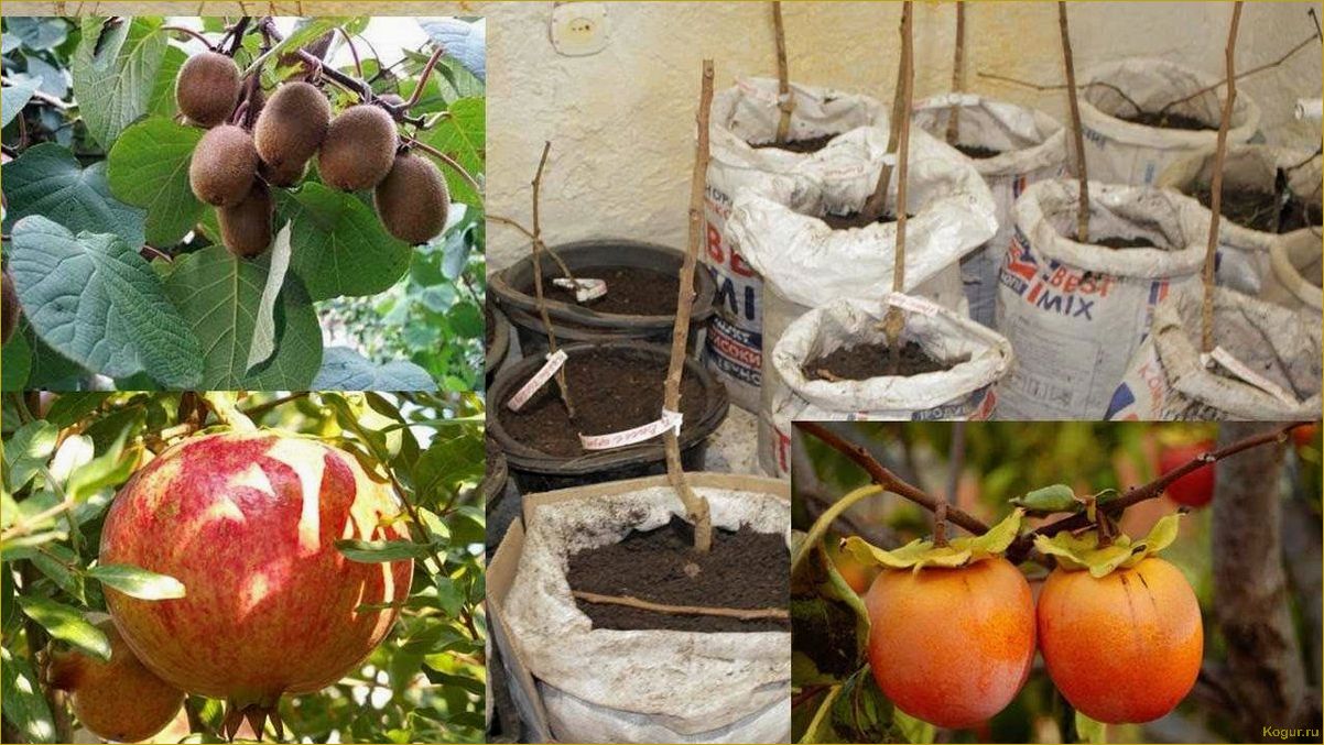 (растет, хурма, особенности, культуры, выращивания) Где и как растет хурма: особенности культуры и ее выращивания