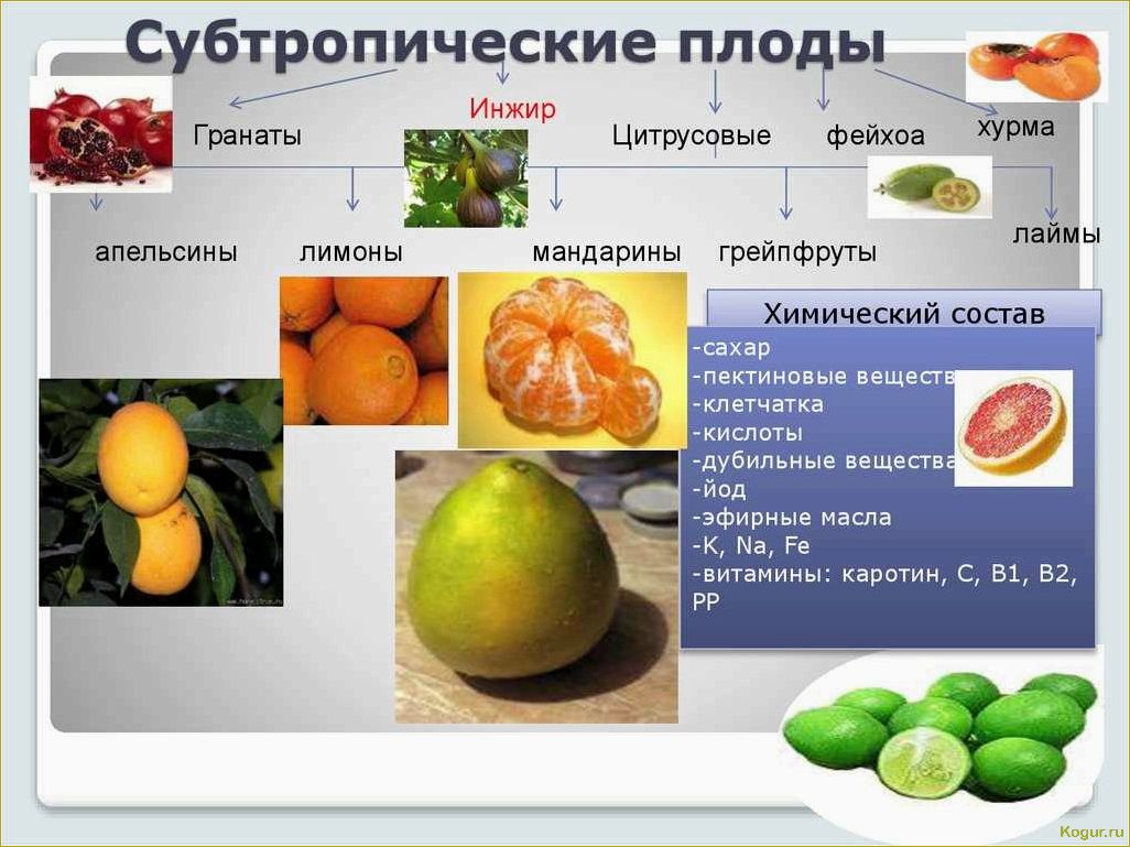 (растет, хурма, особенности, культуры, выращивания) Где и как растет хурма: особенности культуры и ее выращивания