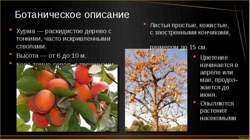 (растет, хурма, особенности, культуры, выращивания) Где и как растет хурма: особенности культуры и ее выращивания
