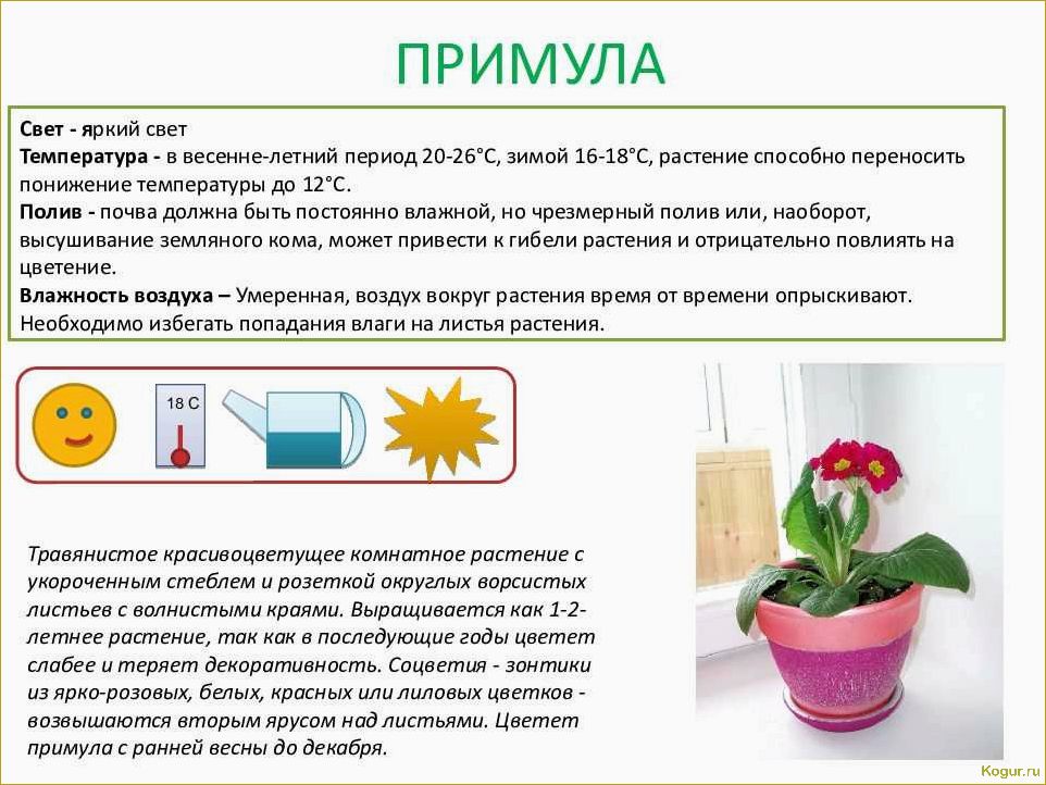 Как правильно использовать Актофит для ухода за садовыми и комнатными растениями: подробная инструкция