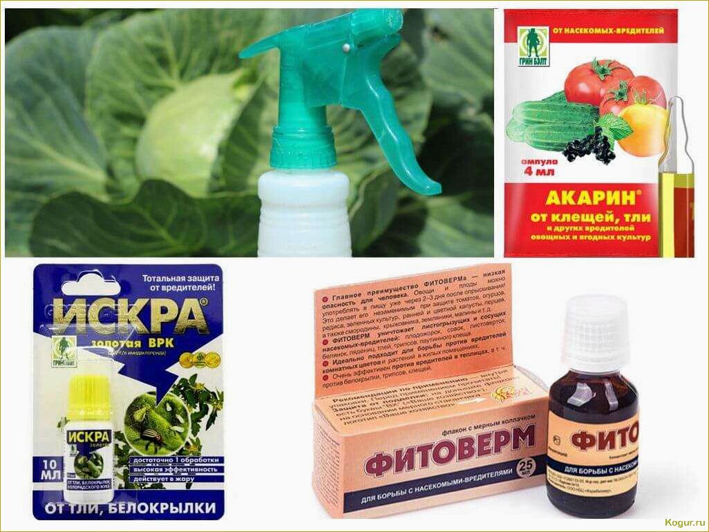 Как правильно использовать Актофит для ухода за садовыми и комнатными растениями: подробная инструкция