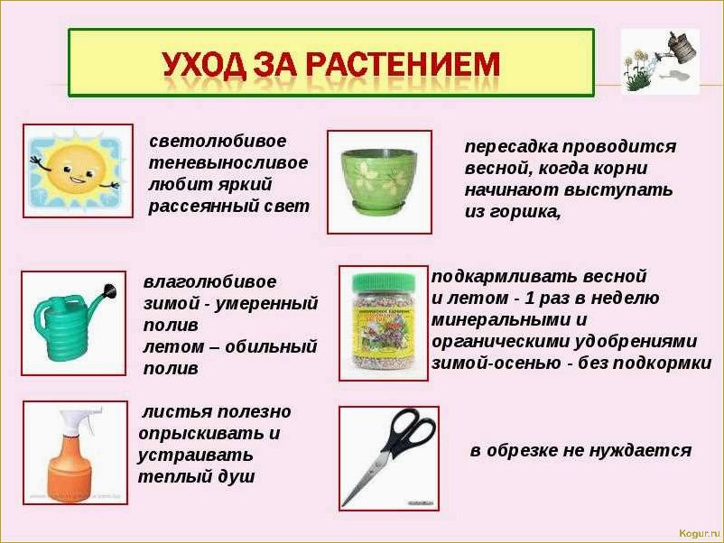Как правильно использовать Актофит для ухода за садовыми и комнатными растениями: подробная инструкция