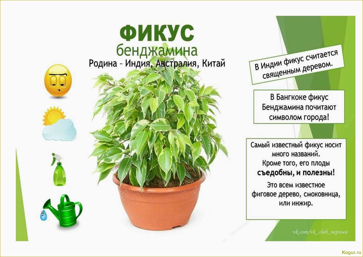 Как правильно использовать Актофит для ухода за садовыми и комнатными растениями: подробная инструкция