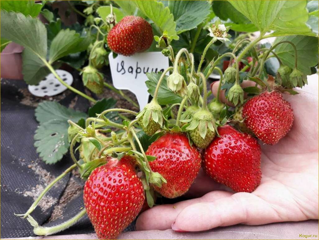 Инструкция по выращиванию клубники сорта Мара де Буа