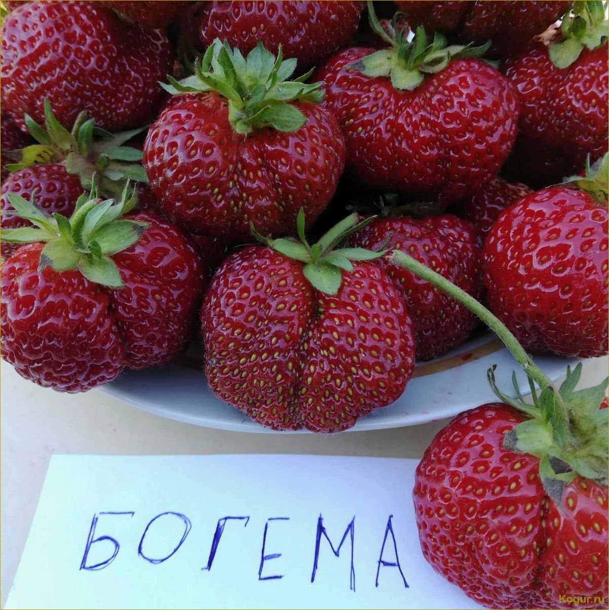 Инструкция по выращиванию клубники сорта Мара де Буа